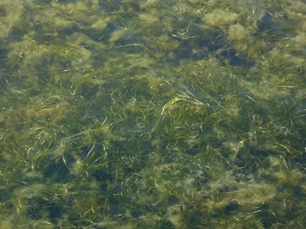 Stuckenio pectinati - Ruppietum cirrhosae