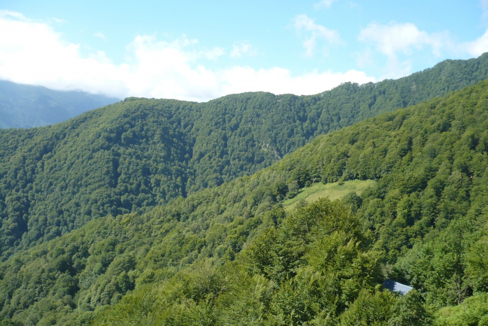 Abieti albae - Fagetum sylvaticae