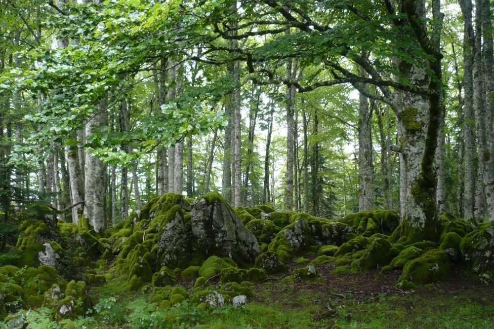 Abieti albae - Fagetum sylvaticae