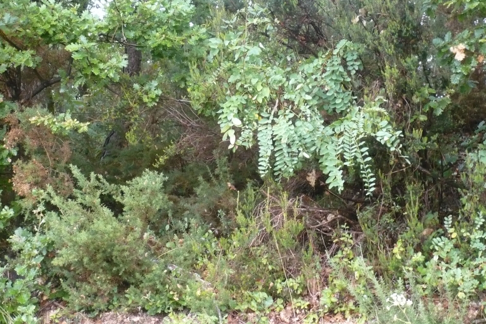 Erico scopariae - Cytisetum scoparii