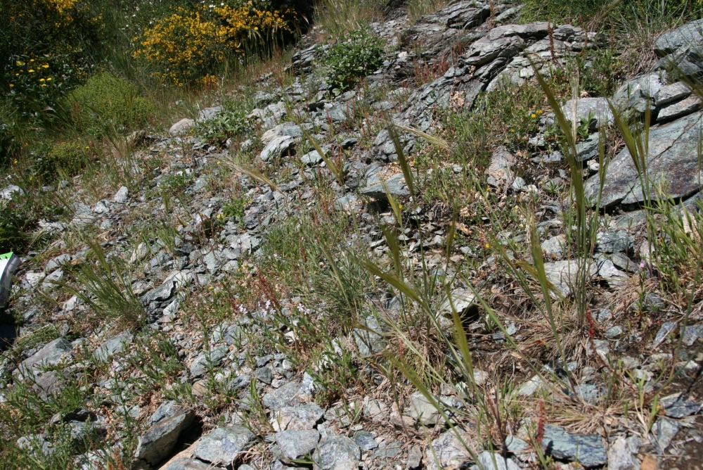 Tuberario guttatae - Plantaginetum bellardii