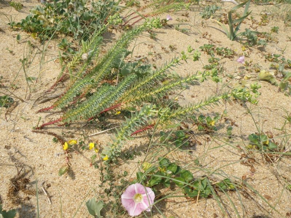 Euphorbio portlandicae - Helichrysion stoechadis