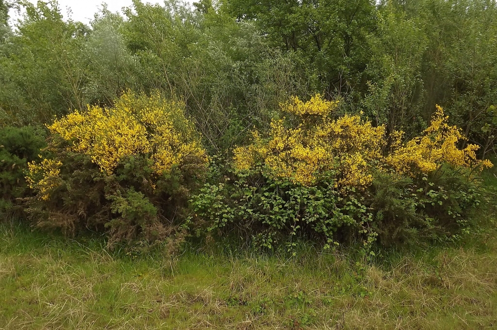 Ulici europaei - Cytision striati