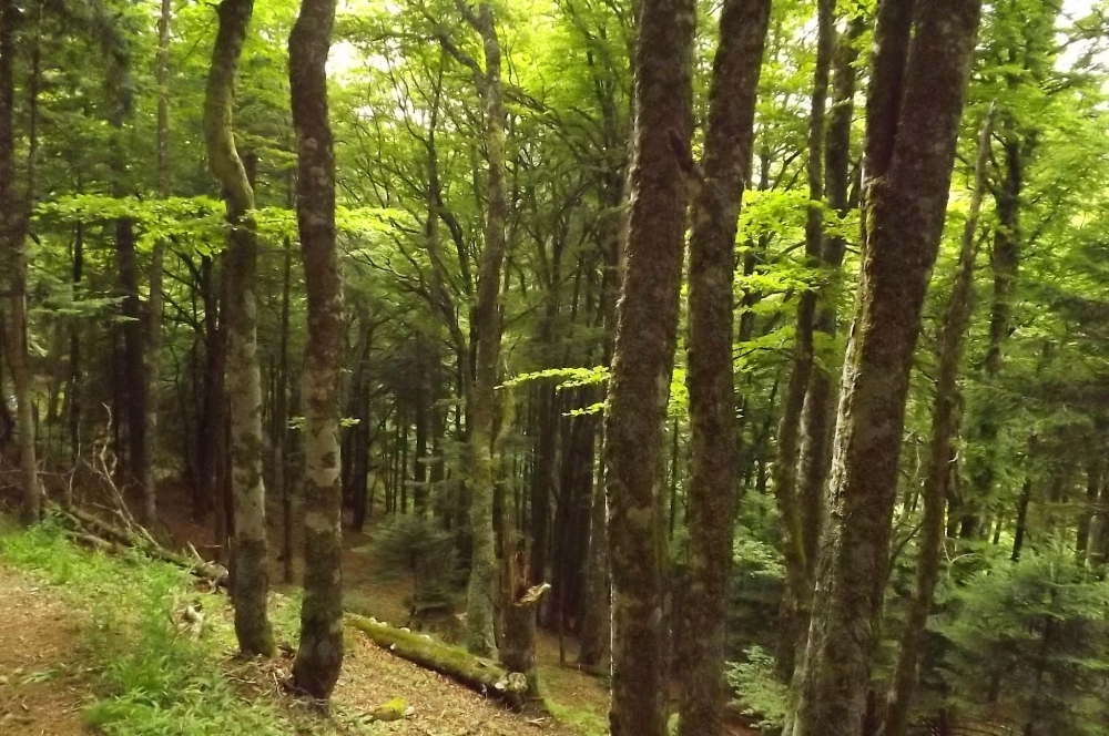 Abieti albae - Fagetum sylvaticae