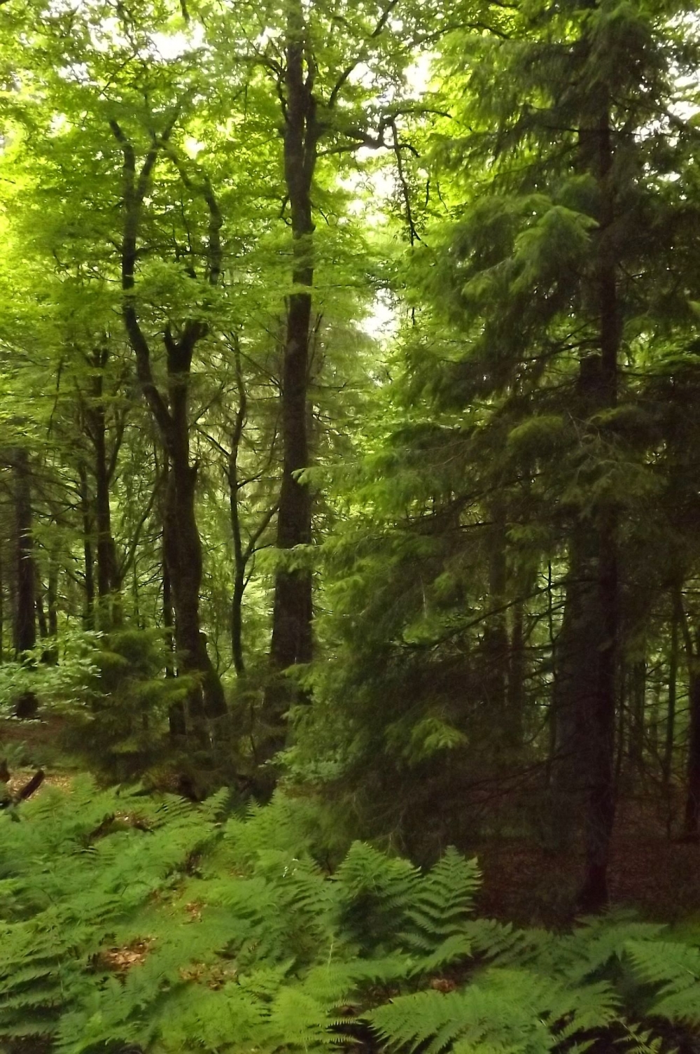 Abieti albae - Fagetum sylvaticae