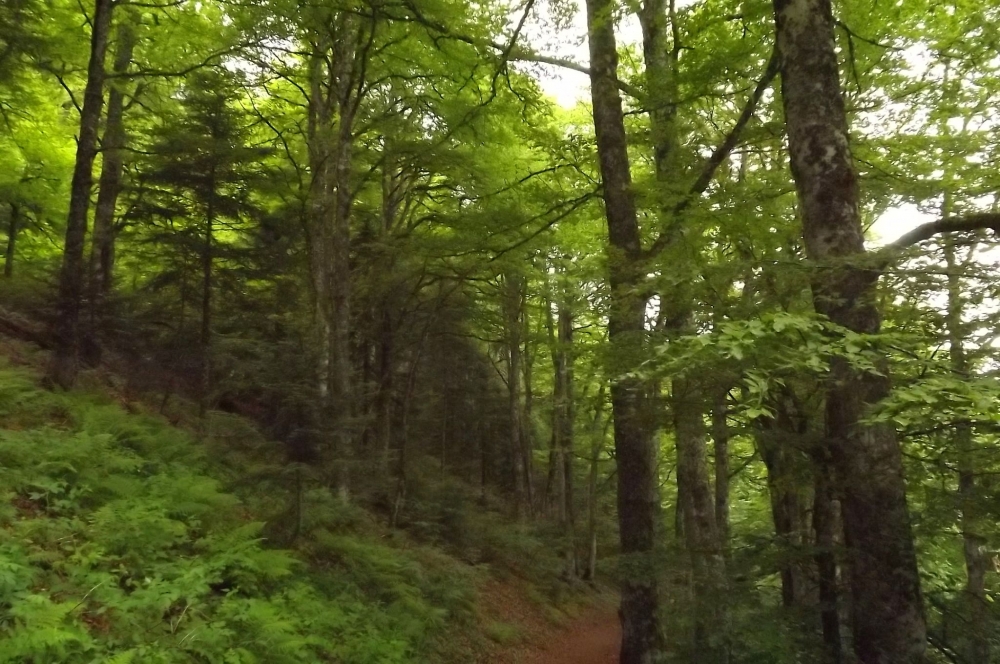 Abieti albae - Fagetum sylvaticae