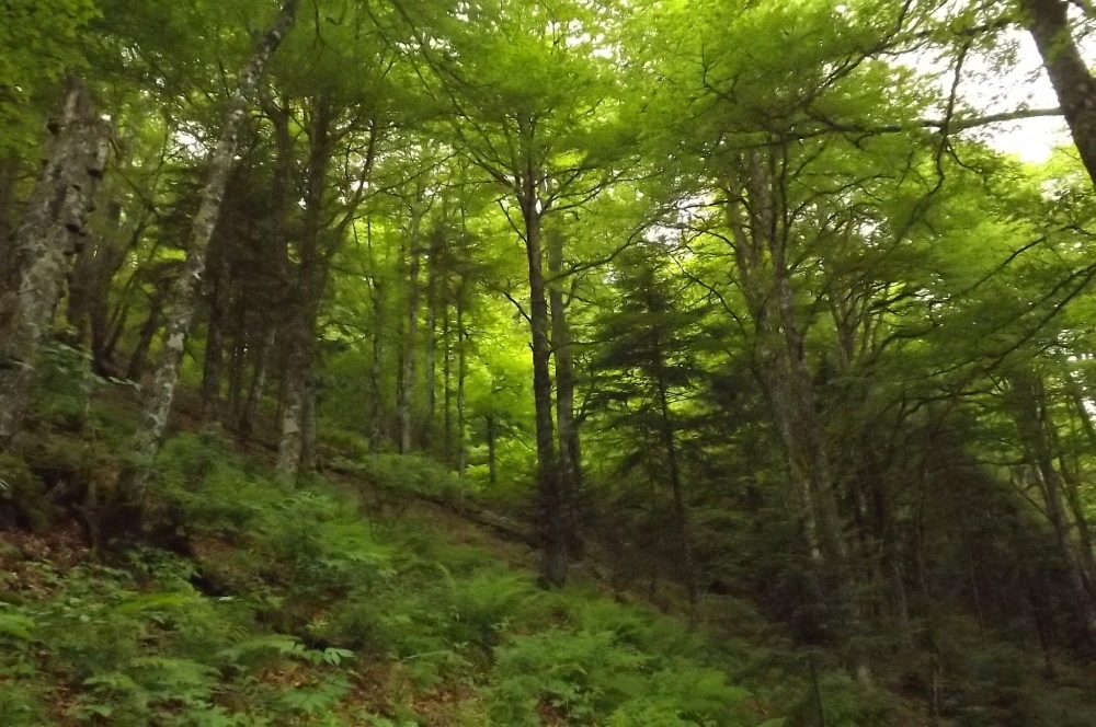 Abieti albae - Fagetum sylvaticae