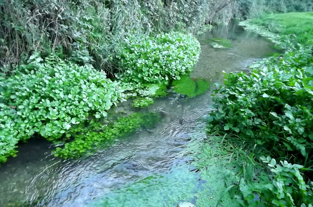 Helosciadietum nodiflori