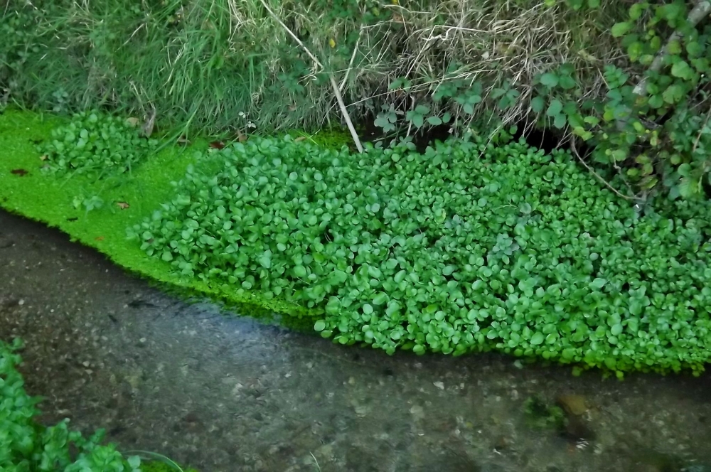 Nasturtietea officinalis