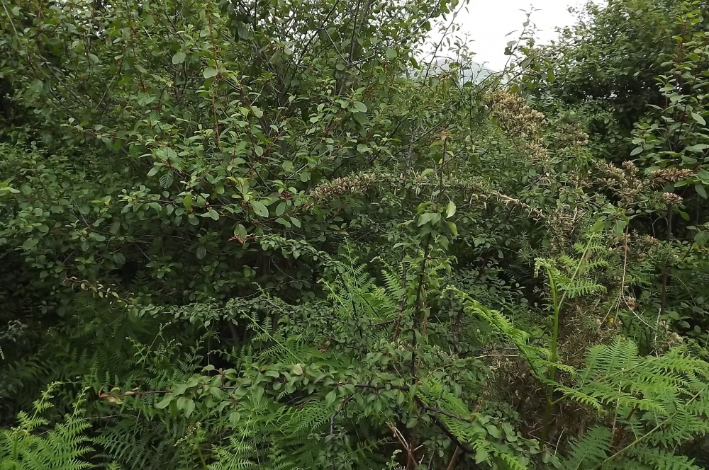 Frangulo alni - Pyretum cordatae