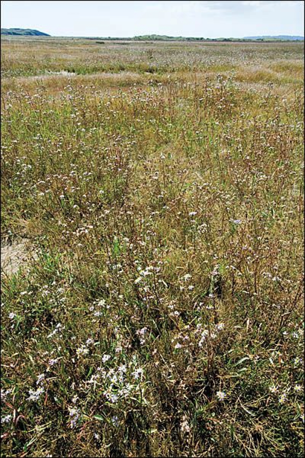 Tripolietea pannonici
