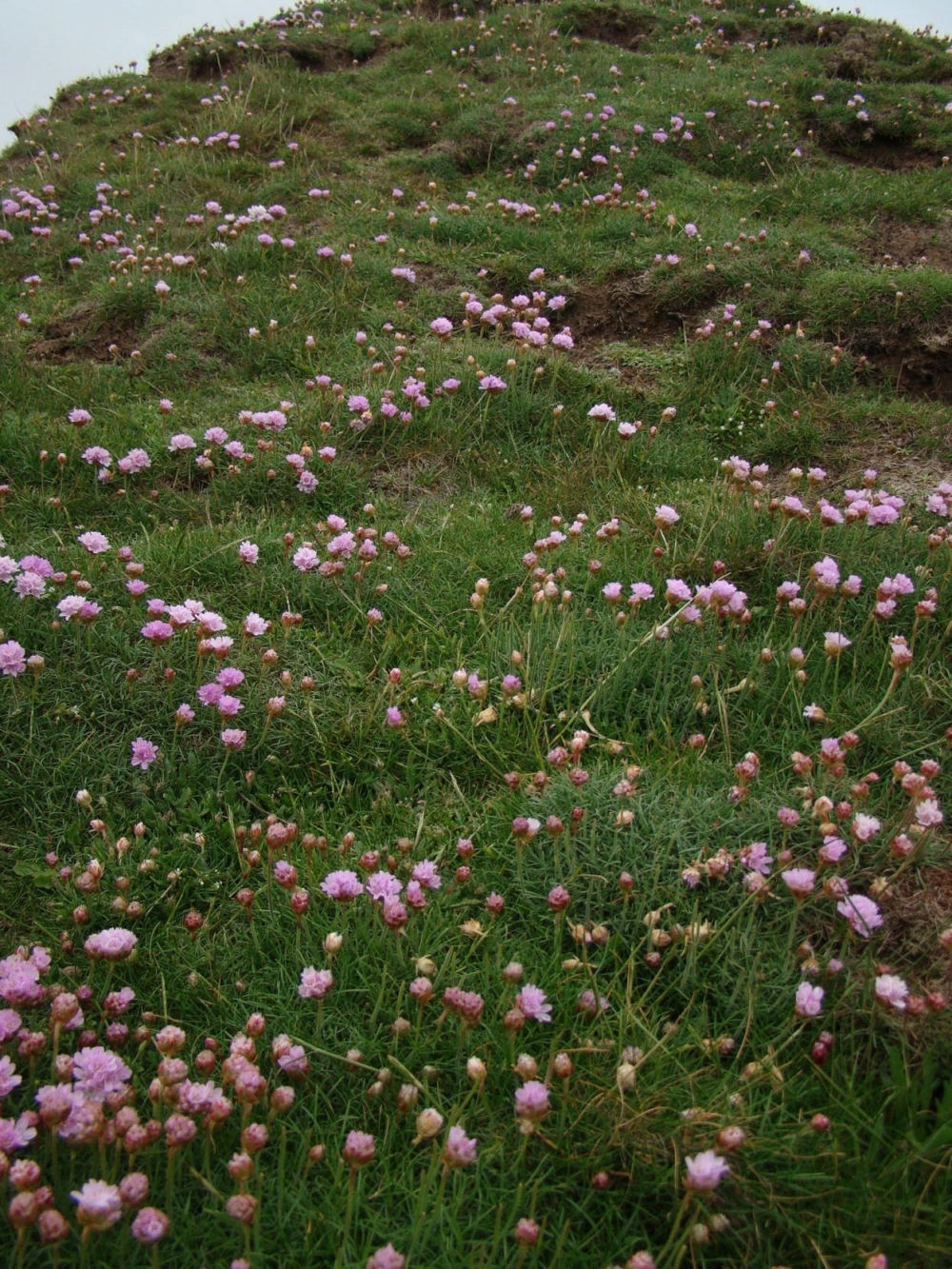 Armerio maritimae - Festucetea rubrae subsp. pruinosae