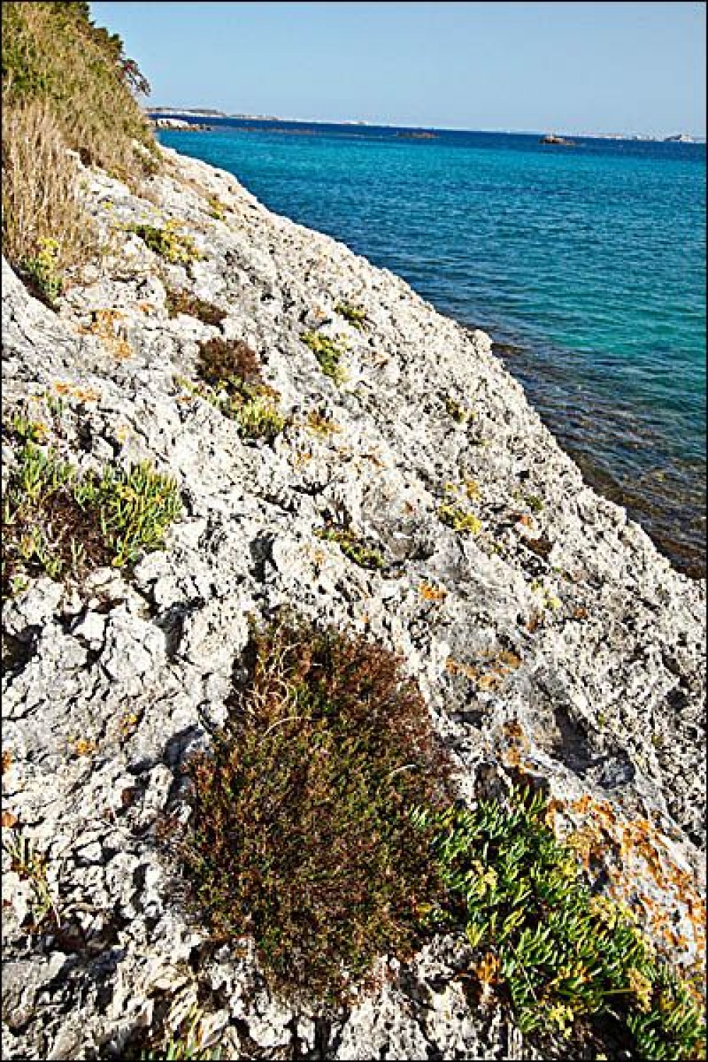 Crithmo maritimi - Limonietea pseudominuti