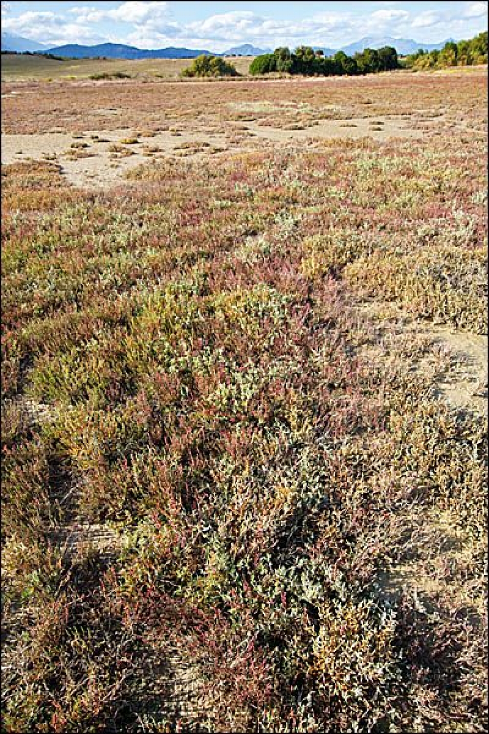 Sarcocornietea fruticosae