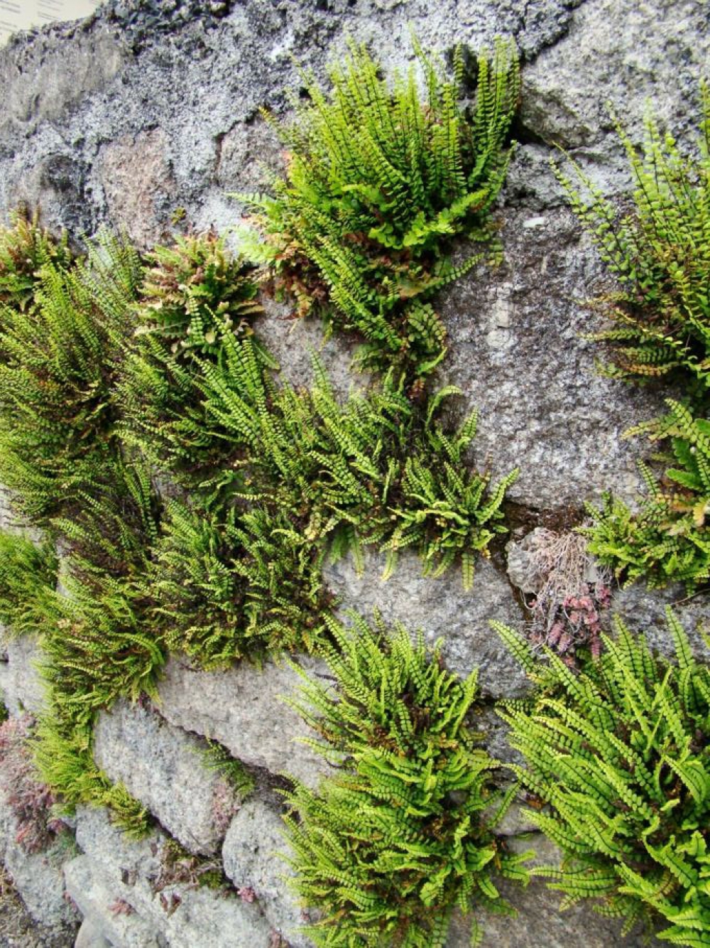 Asplenietea trichomanis