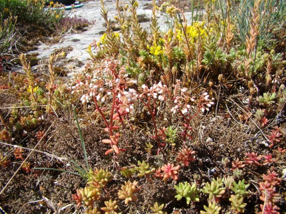 Sedo albi subsp. albi - Scleranthetea perennis subsp. perennis