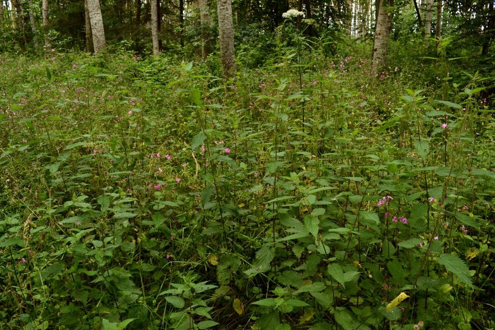 Glechomo hederaceae - Urticetea dioicae