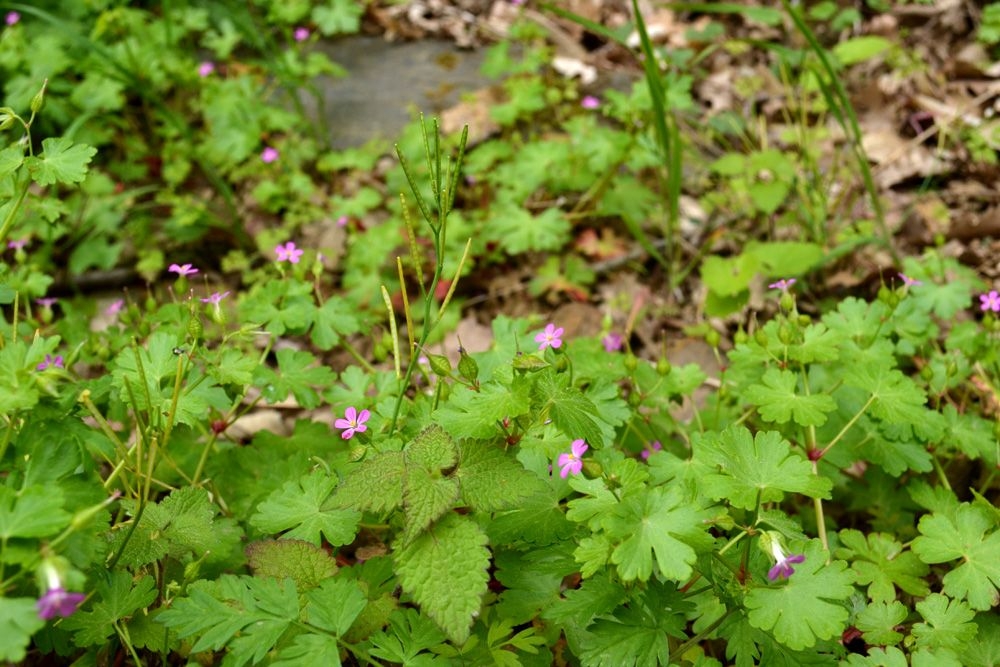 Cardaminetea hirsutae
