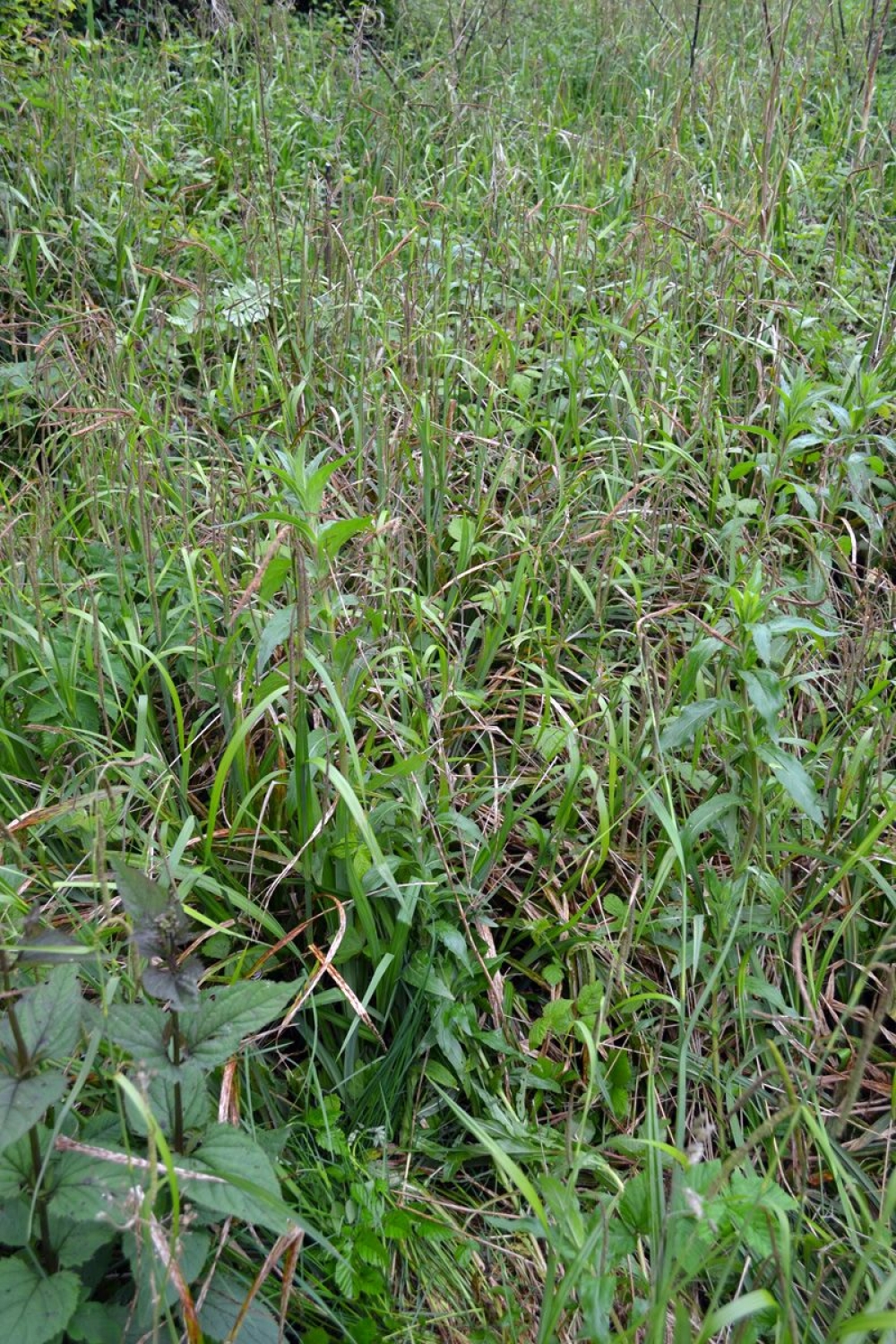 Athyrio filicis-feminae - Caricetum pendulae