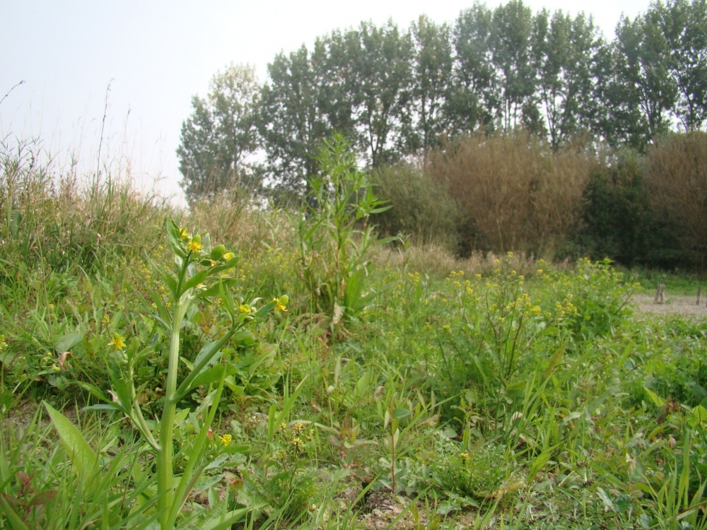 Rumici maritimi - Ranunculetum scelerati