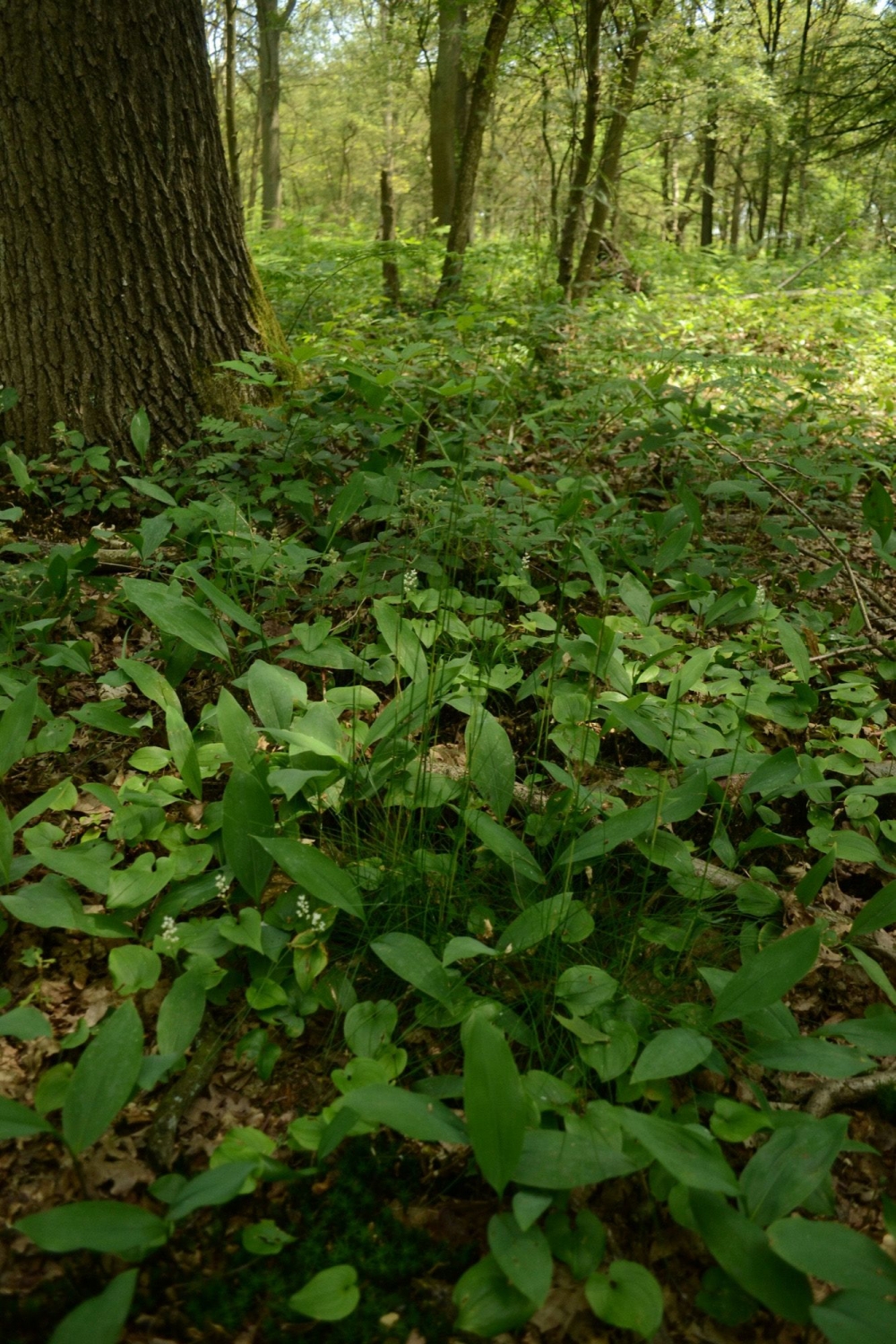 Maianthemo bifolii - Convallarietum maialis