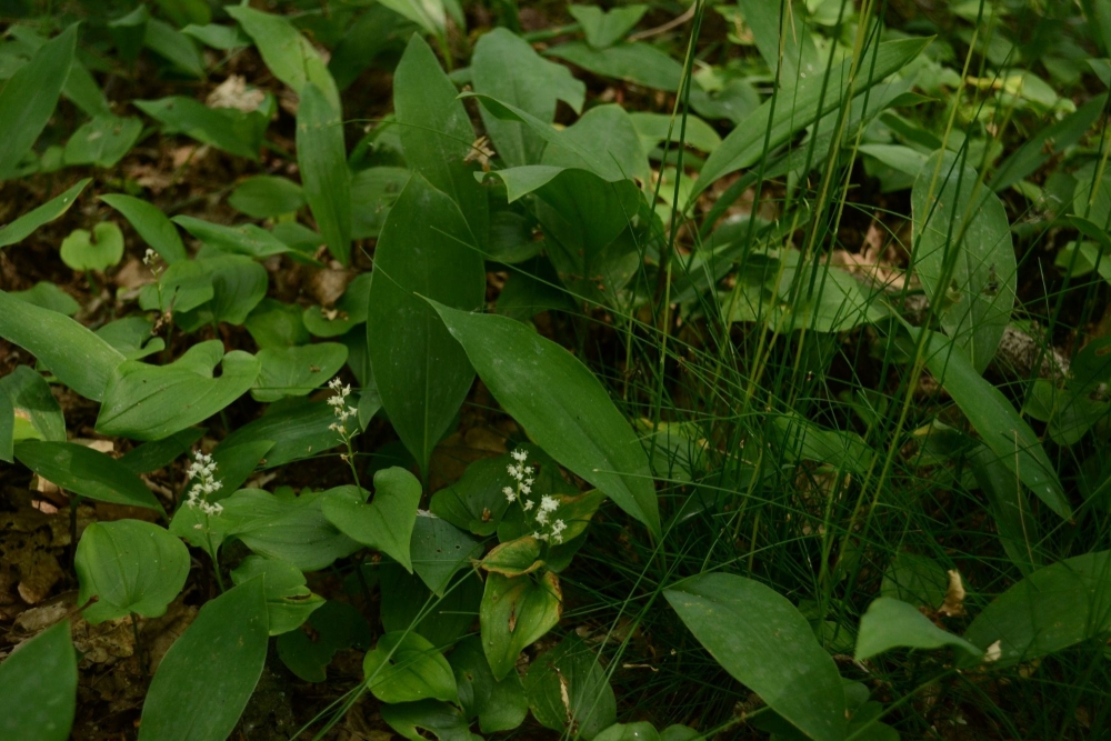 Maianthemo bifolii - Convallarietum maialis