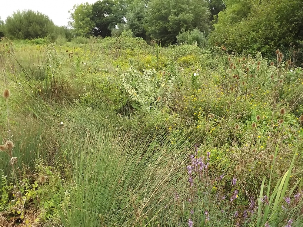 Lythro salicariae - Filipenduletalia ulmariae