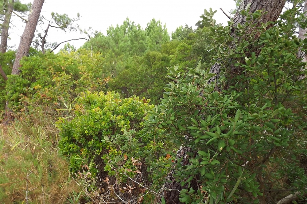 Pino pinastri subsp. atlanticae - Quercetum suberis