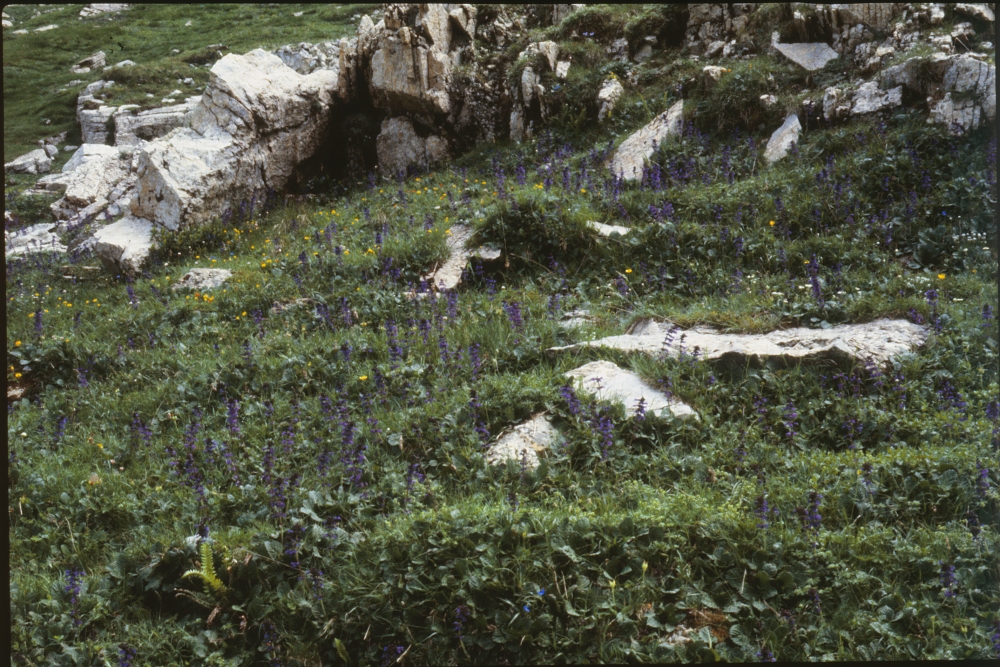 Primulo elatioris subsp. intricatae - Horminetum pyrenaici