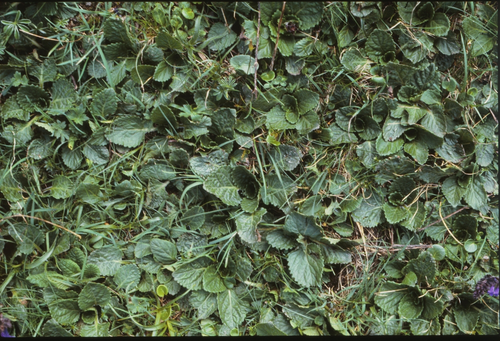 Primulo elatioris subsp. intricatae - Horminetum pyrenaici