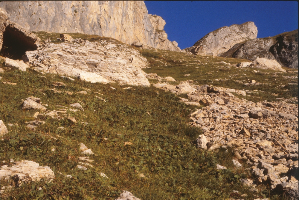 Primulo elatioris subsp. intricatae - Horminetum pyrenaici