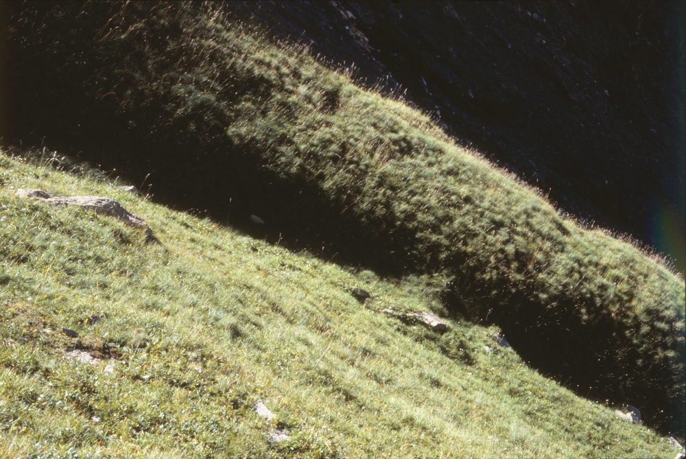 Primulo elatioris subsp. intricatae - Horminetum pyrenaici