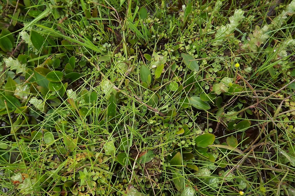 Anagallido tenellae - Juncetum bulbosi