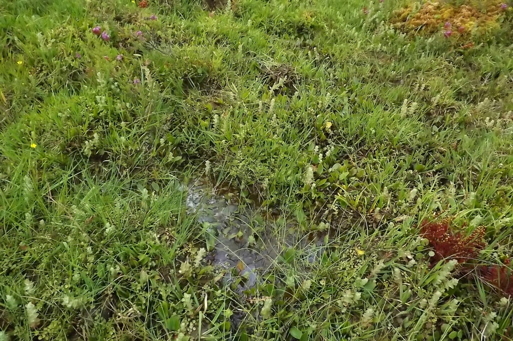 Anagallido tenellae - Juncetum bulbosi