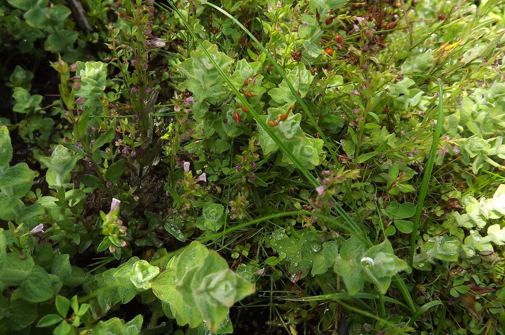 Anagallido tenellae - Juncetum bulbosi