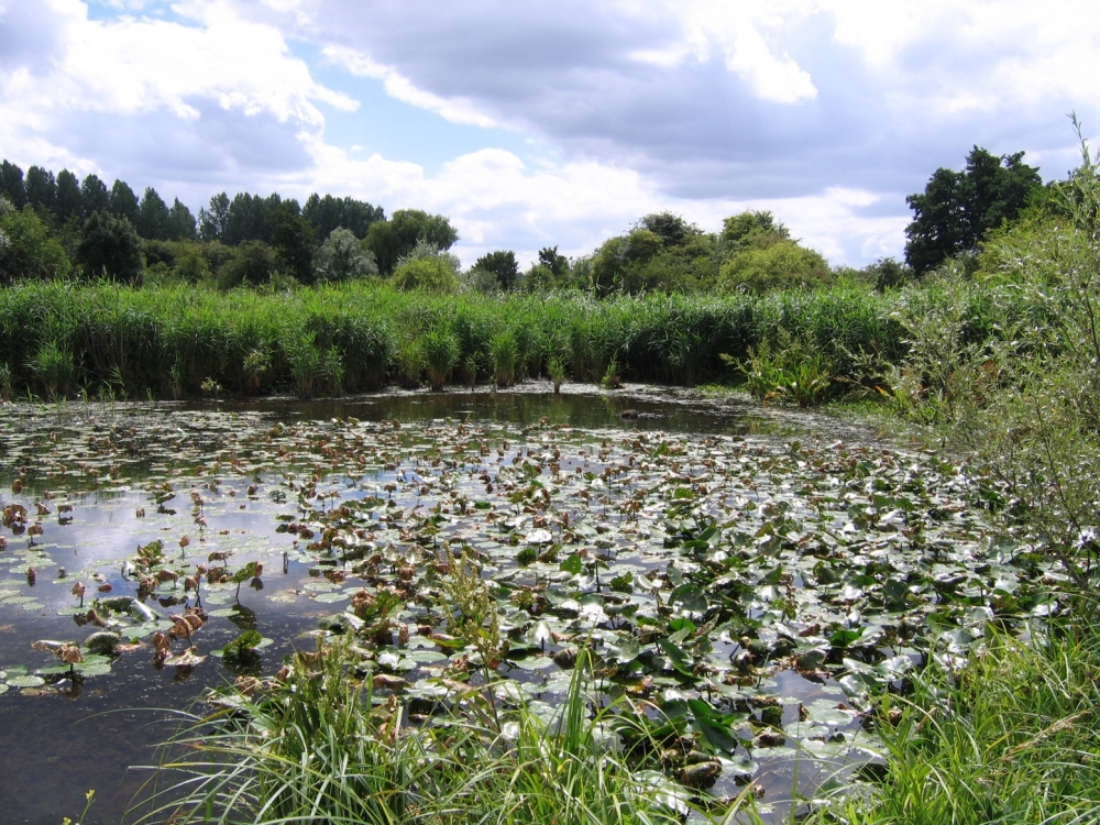 Nymphaeo albae - Nupharetum luteae