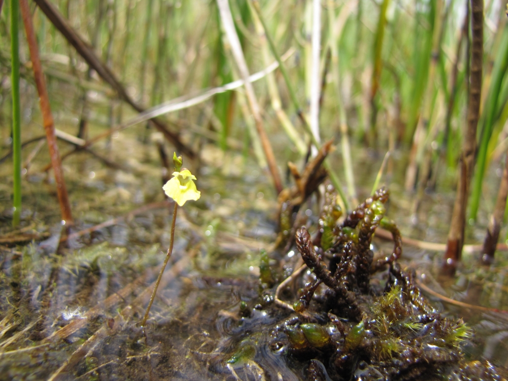 Utricularietum intermedio - minoris