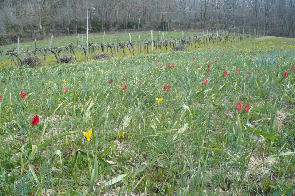 Gageo pratensis - Allion schoenoprasi