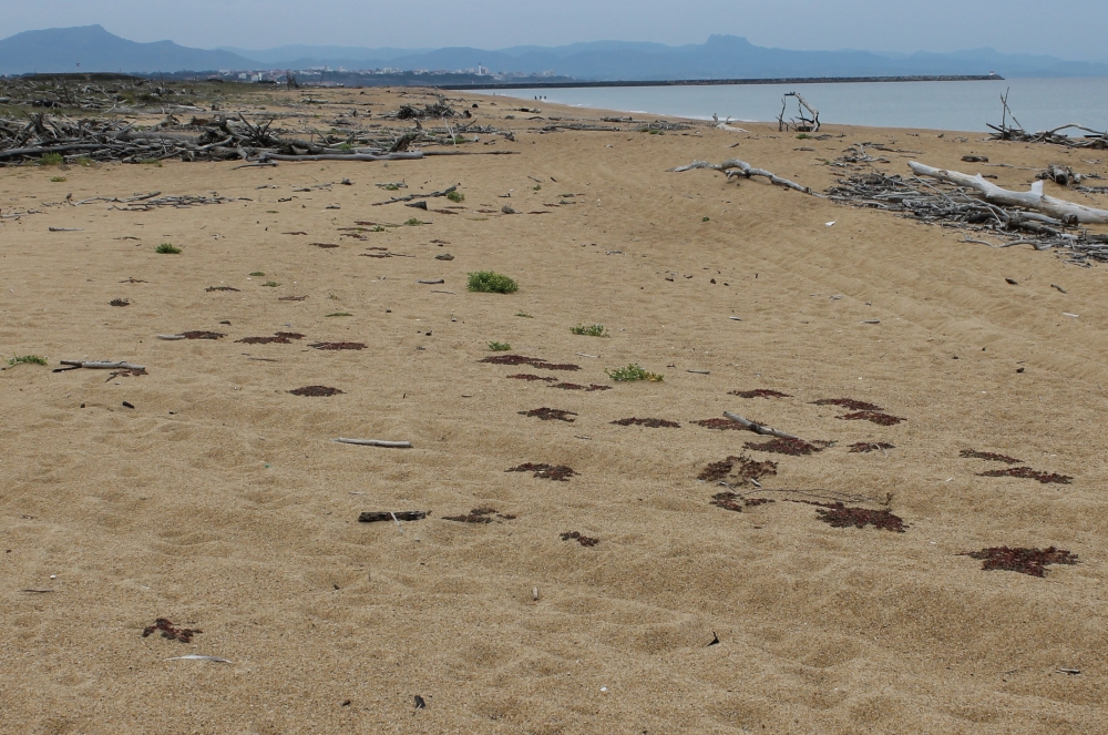 Atriplicetalia littoralis