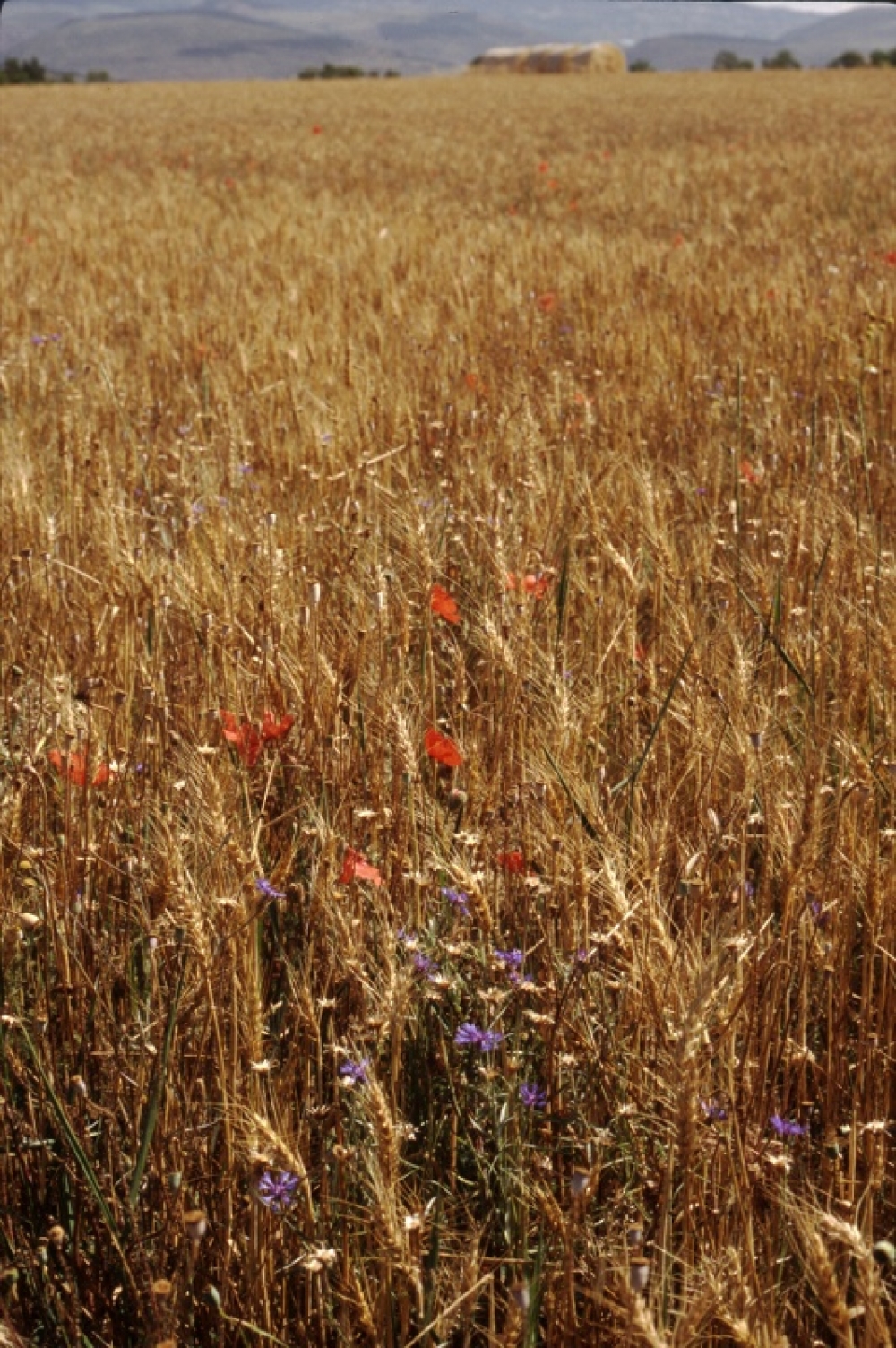 Papaveretalia rhoeadis