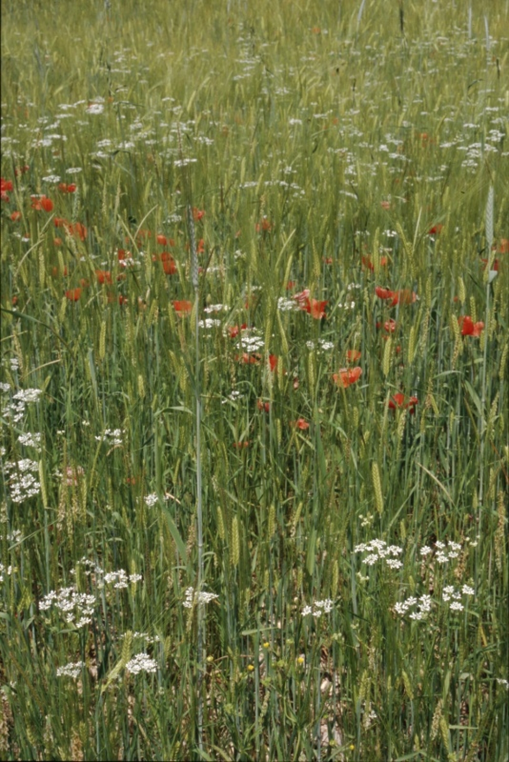 Papaveretalia rhoeadis