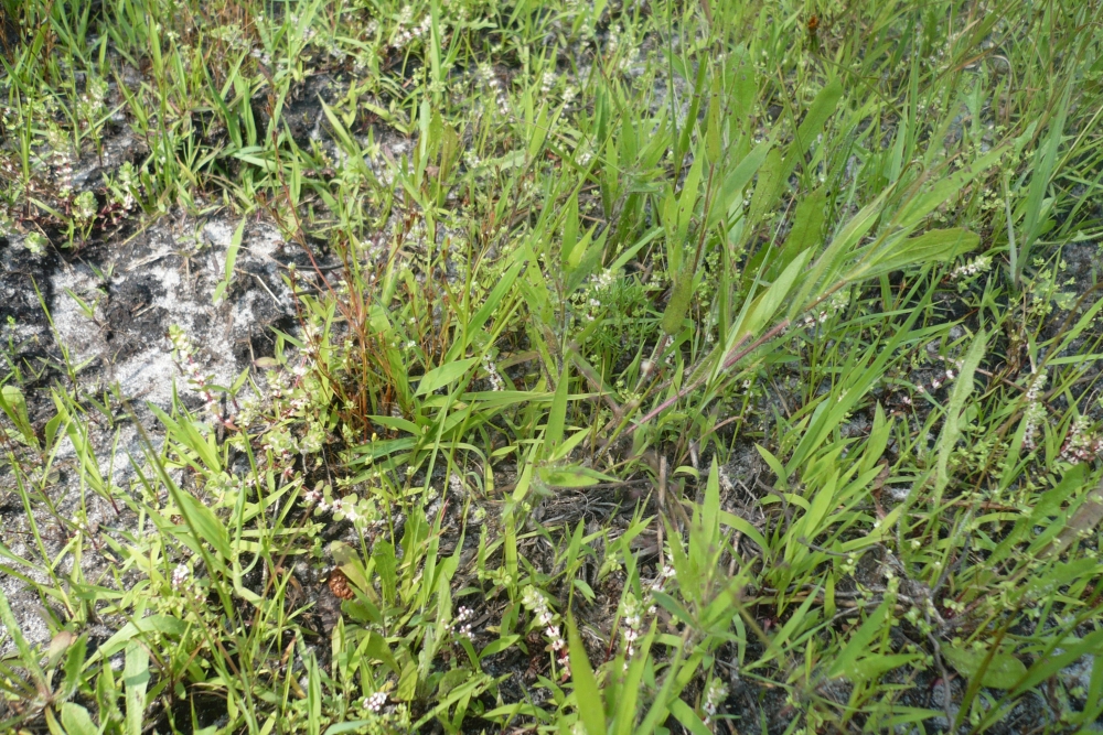 Spergulo rubrae - Illecebretum verticillati