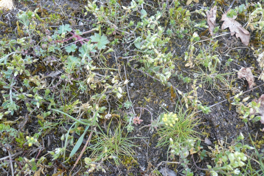 Minuartio hybridae - Silenetum conicae