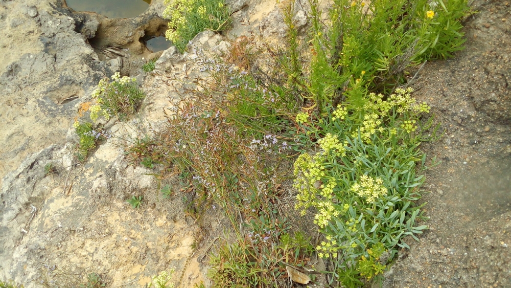 Crithmo maritimi - Limonietum binervosi