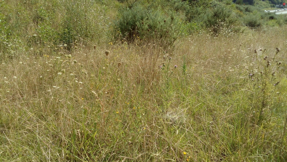 Dauco carotae subsp. carotae - Melilotion albi