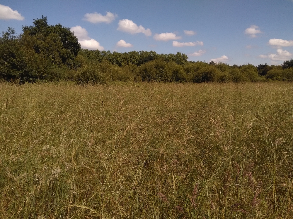 Arrhenatheretalia elatioris subsp. elatioris