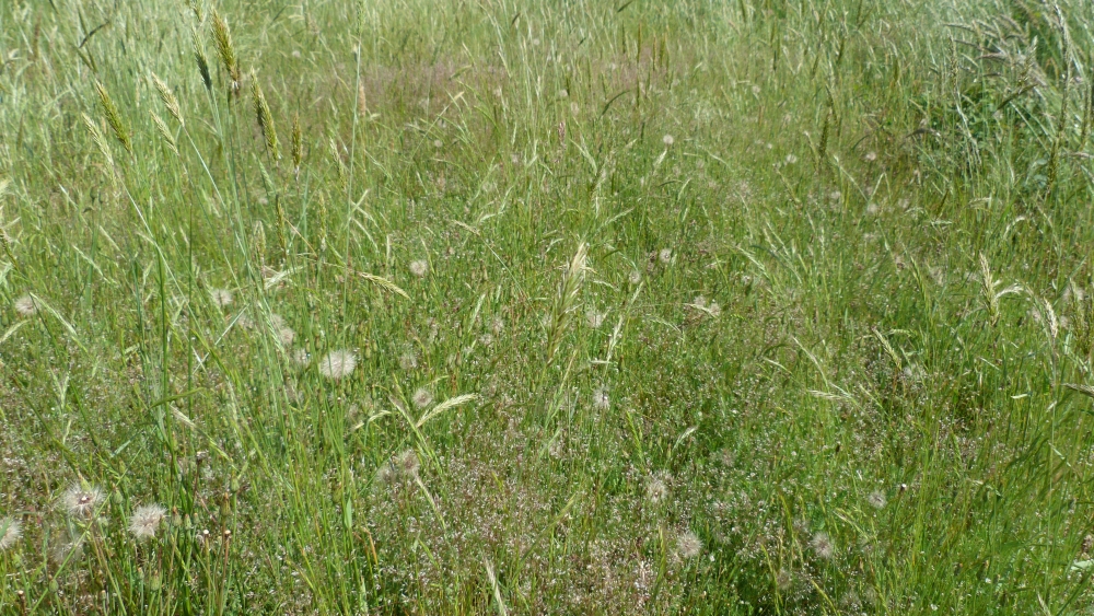 Teesdalio nudicaulis - Airenalia praecocis