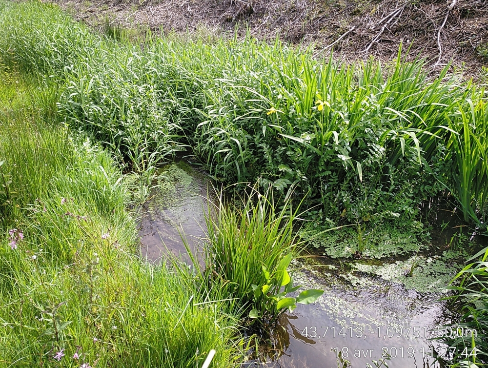 Oenanthion aquaticae