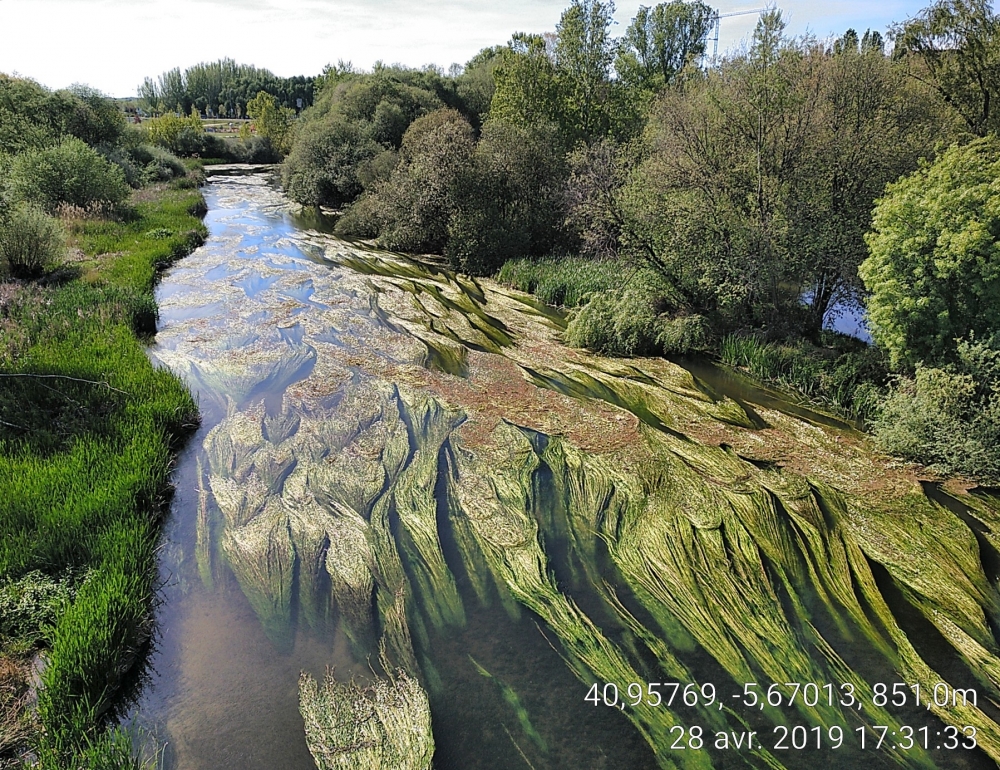 Ranunculion fluitantis