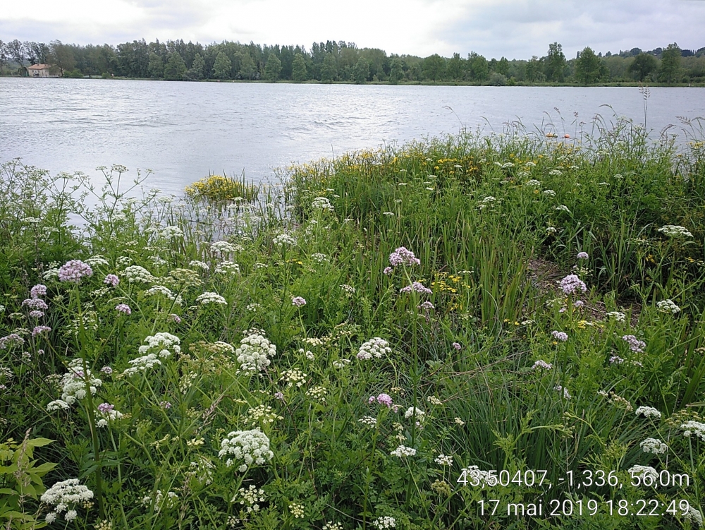 Senecioni aquatici - Oenanthetum crocatae